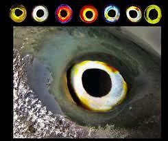 Clear Cure Adhesive Eyes Assorted Colors And Sizes - Fly Tying