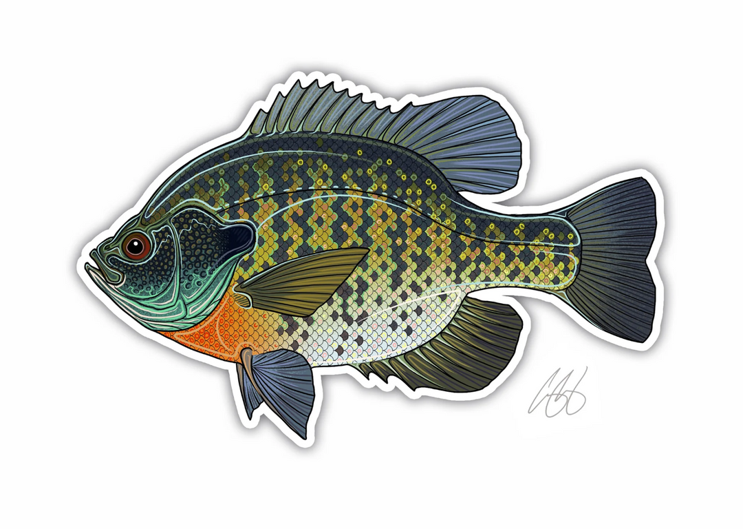 Casey Underwood Bluegill Trout Decal Sticker
