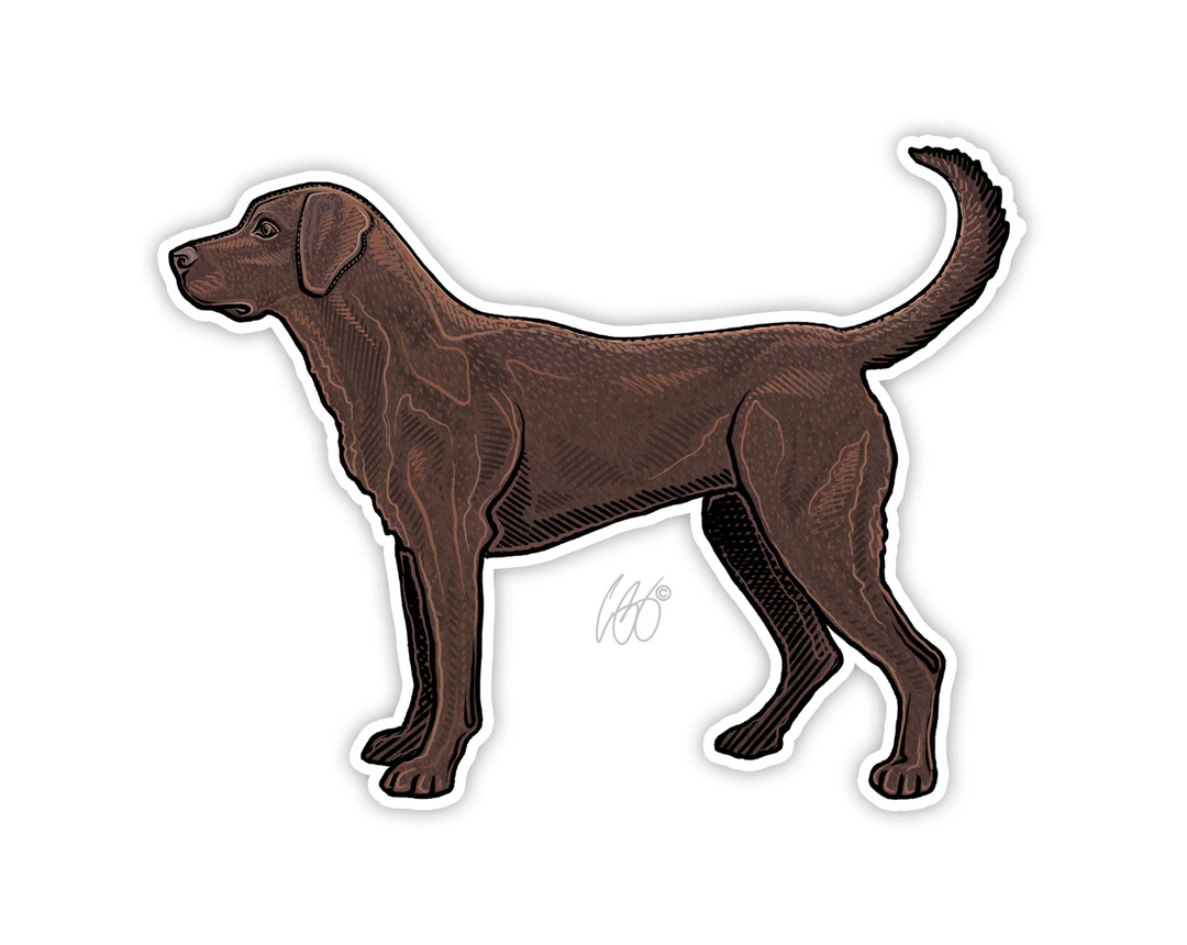 Casey Underwood Choclate Lab Decal Sticker