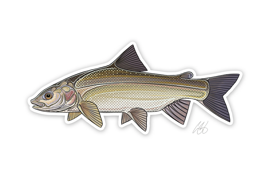 Casey Underwood Whitefish Decal Sticker
