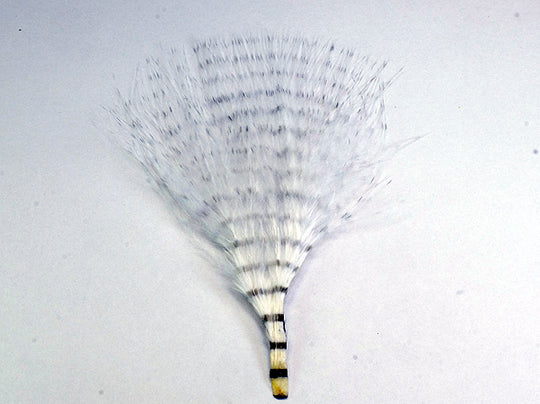 Montana Fly Company Mini Barred Marabou - 3'''' - 5''''