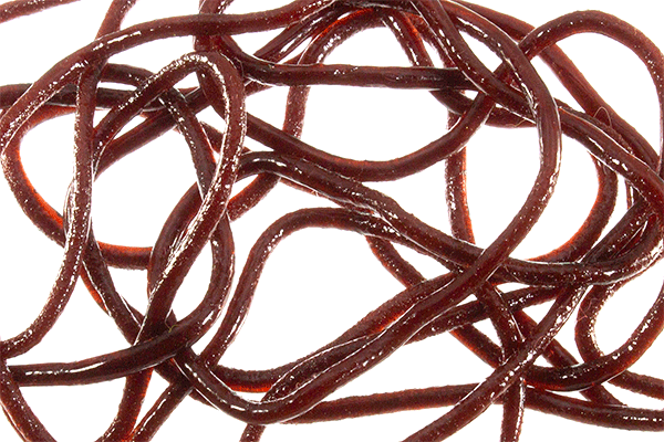 Montana Fly Company Trina's Squirm Material