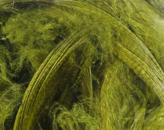 Hareline Dyed Mallard Flank Feathers Olive
