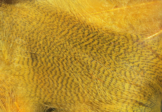 Hareline Dyed Mallard Flank Feathers Wood Duck Gold
