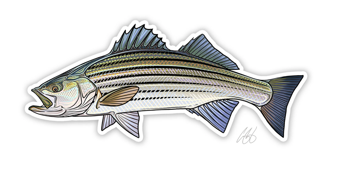 Casey Underwood Striped Bass Decal Sticker